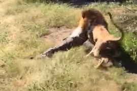 Sư tử khát máu tấn công chủ sở thú, kéo lê kinh hoàng