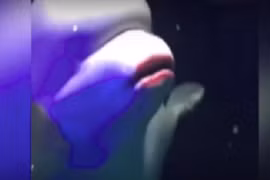 Thủy cung tô son cho cá voi trắng bị lên án dữ dội