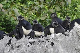 Báo động voọc mông trắng trước nguy cơ tuyệt chủng