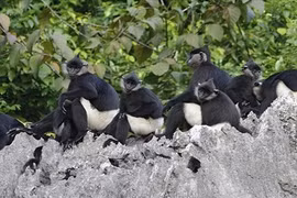 Báo động voọc mông trắng trước nguy cơ tuyệt chủng