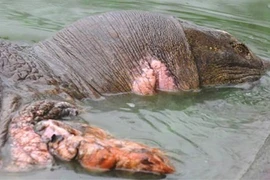 Tiết lộ tư liệu ít người biết về cụ rùa Hồ Gươm 