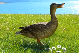 Sự thật kỳ quặc về những con vịt