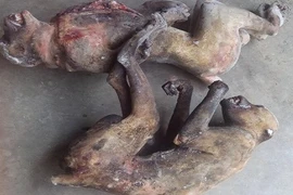 Những hình ảnh thú rừng "chết chóc" khiến bất cứ ai cũng mất ngủ