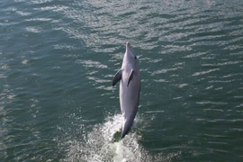 Kỳ thú cá heo dạy bạn đi bằng đuôi 