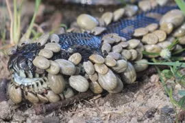 Ảnh thiên nhiên kỳ quái khiến bạn rùng mình ớn lạnh