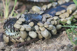 Ảnh thiên nhiên kỳ quái khiến bạn rùng mình ớn lạnh