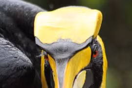 Soi "bảo bối” khiến bạn tình “xin chết” của chim hồng hoàng