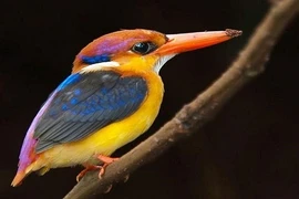 Người bạc tóc, vì sao loài chim không bạc lông khi già?