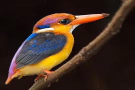 Người bạc tóc, vì sao loài chim không bạc lông khi già?