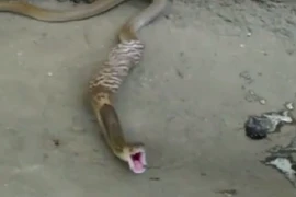 Bị đánh, hổ mang vật vã nôn trả 3 quả trứng