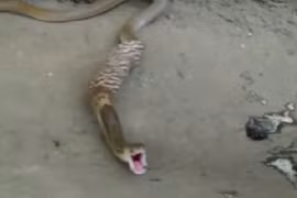 Bị đánh, hổ mang vật vã nôn trả 3 quả trứng