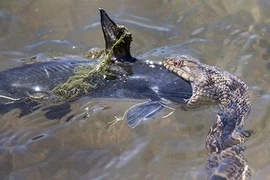 Rắn nước vật lộn nuốt chửng cá trê "khủng"