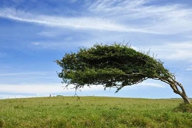 Loạt cây “biến hình” kỳ lạ, khoa học cũng bó tay