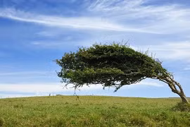 Loạt cây “biến hình” kỳ lạ, khoa học cũng bó tay