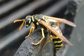 Sự thật rùng mình nọc độc ong vò vẽ 