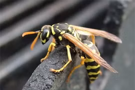 Sự thật rùng mình nọc độc ong vò vẽ 