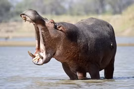 Động vật kỳ quặc: Hất văng phân trước mặt bạn tình là lãng mạn...