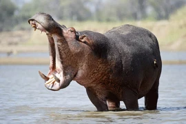 Động vật kỳ quặc: Hất văng phân trước mặt bạn tình là lãng mạn...