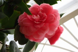 Top 10 loài hoa đẹp và hiếm nhất trên thế giới