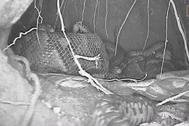 Trăn mẹ biến cơ thể thành lò sưởi truyền hơi ấm cho con