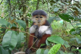 Vẻ đẹp “hoa khôi” thế giới khỉ, chỉ có ở Việt Nam