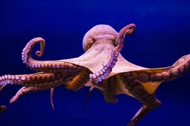 Bạch tuộc là "kết tinh" của sinh vật trái đất và ngoài hành tinh?