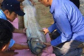 Những con cá "khủng" liên tục dạt bờ ở Thừa Thiên Huế