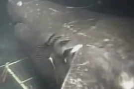 Tranh cãi nảy lửa về cá mập "quái vật", nặng gấp 5 xe buýt