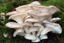 Loài nấm nhìn hiền khô nhưng ăn thịt và săn mồi tàn bạo