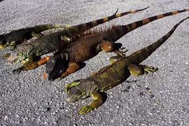 Đông cứng người, rồng Nam Mỹ bỗng sống lại, tấn công người 