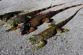 Đông cứng người, rồng Nam Mỹ bỗng sống lại, tấn công người 