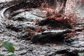 Ghê rợn những vụ động vật khát máu thảm sát con người