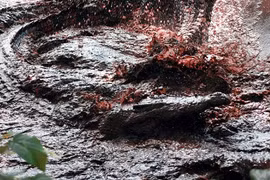 Ghê rợn những vụ động vật khát máu thảm sát con người