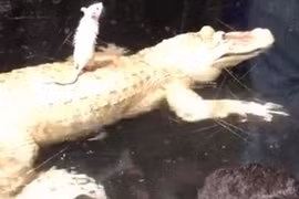 Cá sấu khốn đốn chỉ vì... 1 con chuột bạch