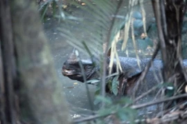 Việt Nam có 1 trong 8 loài ĐVQH nhất TG nguy cơ tuyệt chủng