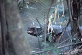 Việt Nam có 1 trong 8 loài ĐVQH nhất TG nguy cơ tuyệt chủng