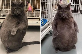 "Vua mèo" béo hơn 11kg ngồi bằng hai chân gây sốt