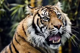 Run sợ hổ Sumatra vồ chết dân làng