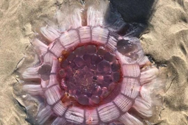 Sứa khổng lồ, kỳ dị như vật thể ngoài hành tinh