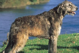 Khám phá thú vị 3 giống chó cao nhất thế giới