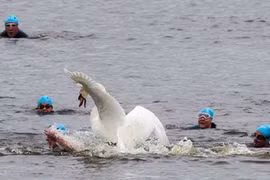 Thiên nga trắng hung dữ tấn công thí sinh bơi lội