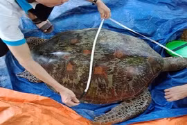 Tiết lộ thú vị về giống rùa biển vừa mắc lưới ngư dân Quảng Nam