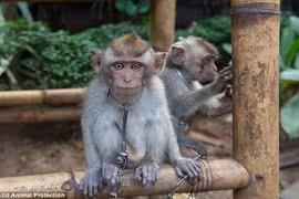 Xót xa động vật bị ngược đãi tại “thiên đường” du lịch