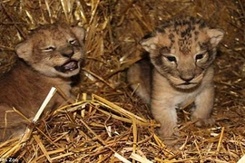 Phẫn nộ giết 9 sư tử con khỏe mạnh vì sợ lớn không nuôi nổi