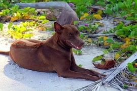 Giống chó xoáy Phú Quốc quý hiếm giờ còn ở những đâu? 
