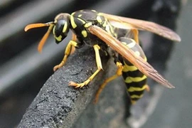 Cách nhận biết ong vò vẽ sát thủ giết nhiều người