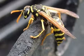 Cách nhận biết ong vò vẽ sát thủ giết nhiều người