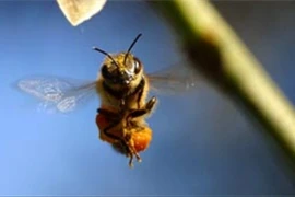 Điều ít biết về ong vò vẽ đốt chết người, phổ biến ở VN