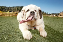 Kỷ lục Guinness động vật kỳ quặc: Khi chó, mèo... góp mặt