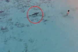 Rợn người cá mập lặng lẽ áp sát bé trai đang tắm biển